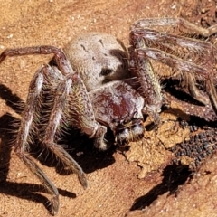 Isopeda sp. (genus) (Huntsman Spider) at Meringo Nature Reserve - 27 Sep 2023 by trevorpreston