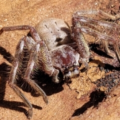 Isopeda (genus) (Huntsman Spider) at Meringo Nature Reserve - 27 Sep 2023 by trevorpreston