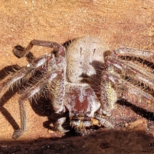 Isopeda sp. (genus) at Merriangaah, NSW - 27 Sep 2023