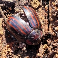 Paropsisterna octolineata (A leaf beetle) at Meringo Nature Reserve - 27 Sep 2023 by trevorpreston