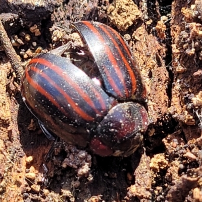 Paropsisterna octolineata (A leaf beetle) at Merriangaah, NSW - 27 Sep 2023 by trevorpreston