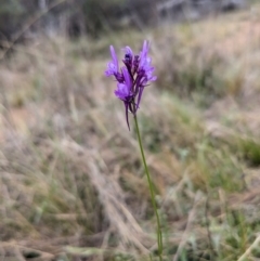 Linaria pelisseriana (Pelisser's Toadflax) at Majura, ACT - 27 Sep 2023 by Sam72