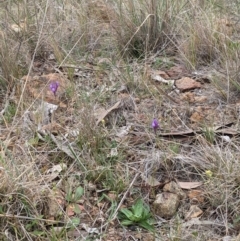 Linaria pelisseriana at Majura, ACT - 28 Sep 2023