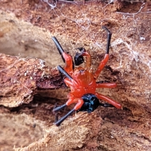 Nicodamus peregrinus at Merriangaah, NSW - 27 Sep 2023 12:19 PM