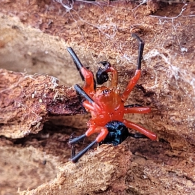 Nicodamus peregrinus (Common Red and black spider) at Merriangaah, NSW - 27 Sep 2023 by trevorpreston