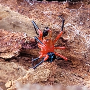 Nicodamus peregrinus at Merriangaah, NSW - 27 Sep 2023 12:19 PM