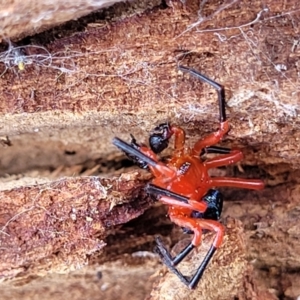 Nicodamus peregrinus at Merriangaah, NSW - 27 Sep 2023 12:19 PM