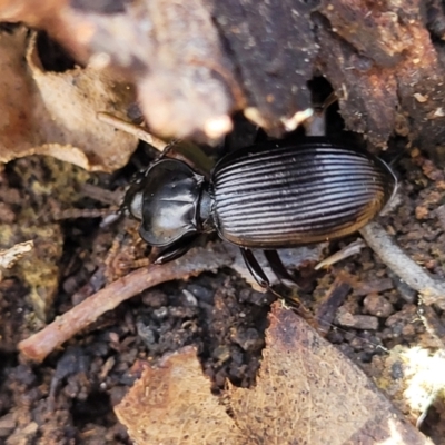 Cardiothorax monarensis (Darkling beetle) at Merriangaah, NSW - 27 Sep 2023 by trevorpreston