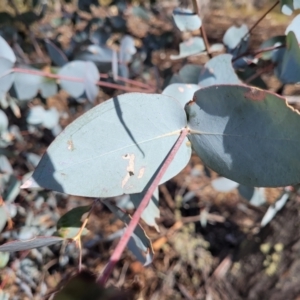 Eucalyptus dives at Merriangaah, NSW - 27 Sep 2023