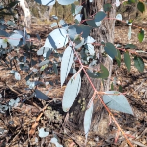 Eucalyptus dives at Merriangaah, NSW - 27 Sep 2023