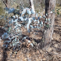 Eucalyptus dives at Meringo Nature Reserve - 27 Sep 2023 12:09 PM