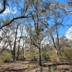 Eucalyptus dives at Meringo Nature Reserve - 27 Sep 2023 12:09 PM