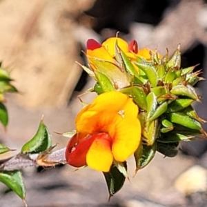 Pultenaea procumbens at Merriangaah, NSW - 27 Sep 2023 12:05 PM