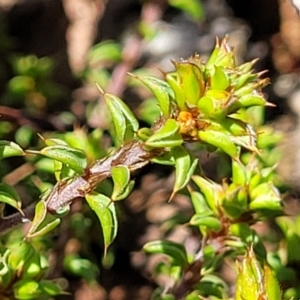 Pultenaea procumbens at Merriangaah, NSW - 27 Sep 2023 12:05 PM