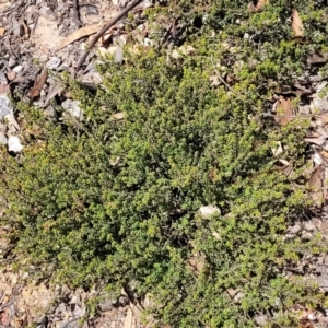 Pultenaea procumbens at Merriangaah, NSW - 27 Sep 2023 12:05 PM