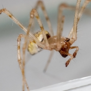 Cryptachaea gigantipes at Jerrabomberra, NSW - 25 Sep 2023