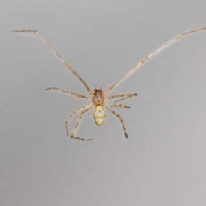 Cryptachaea gigantipes at Jerrabomberra, NSW - 25 Sep 2023