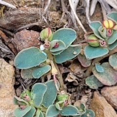 Euphorbia dallachyana at Merriangaah, NSW - 27 Sep 2023