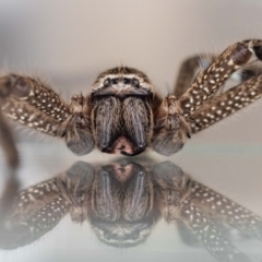 Neosparassus calligaster at Jerrabomberra, NSW - suppressed