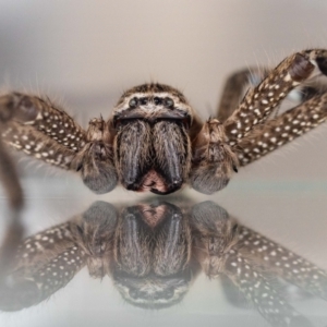 Neosparassus calligaster at Jerrabomberra, NSW - 25 Sep 2023