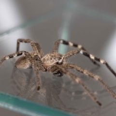 Neosparassus calligaster at Jerrabomberra, NSW - suppressed