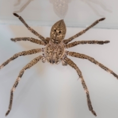 Neosparassus calligaster at Jerrabomberra, NSW - suppressed