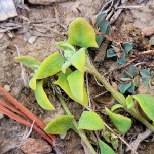 Einadia trigonos at Merriangaah, NSW - 27 Sep 2023