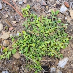 Einadia trigonos at Merriangaah, NSW - 27 Sep 2023