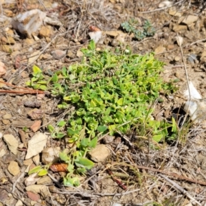 Einadia trigonos at Merriangaah, NSW - 27 Sep 2023