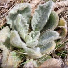 Verbascum thapsus subsp. thapsus (Great Mullein, Aaron's Rod) at Meringo Nature Reserve - 27 Sep 2023 by trevorpreston