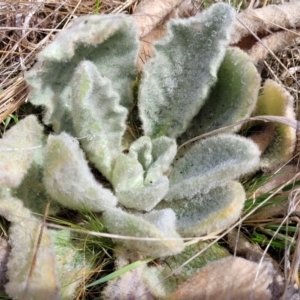 Verbascum thapsus subsp. thapsus at Merriangaah, NSW - 27 Sep 2023 11:48 AM