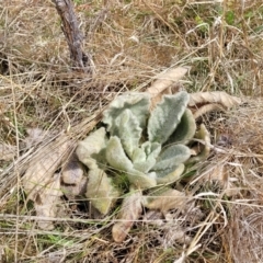 Verbascum thapsus subsp. thapsus at Merriangaah, NSW - 27 Sep 2023 11:48 AM