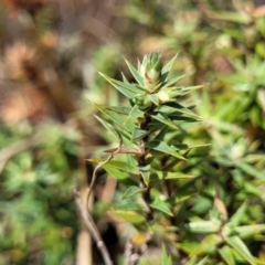 Melichrus urceolatus (Urn Heath) at Merriangaah, NSW - 27 Sep 2023 by trevorpreston