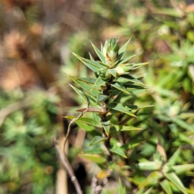 Melichrus urceolatus (Urn Heath) at Meringo Nature Reserve - 27 Sep 2023 by trevorpreston