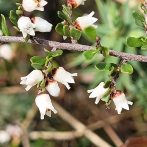 Cryptandra amara at Merriangaah, NSW - 27 Sep 2023