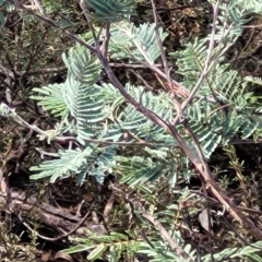 Acacia dealbata (Silver Wattle) at Merriangaah, NSW - 27 Sep 2023 by trevorpreston