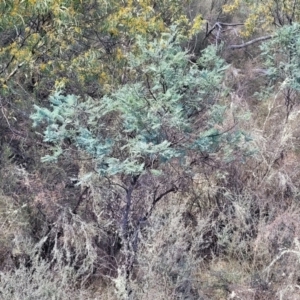 Acacia dealbata at Merriangaah, NSW - 27 Sep 2023