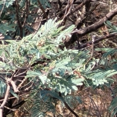 Acacia dealbata at Merriangaah, NSW - 27 Sep 2023 11:46 AM