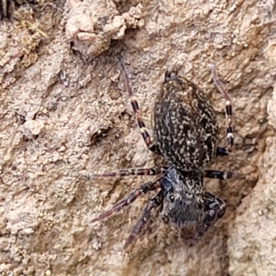 Salticidae (family) (Jumping spider) at Merriangaah, NSW - 27 Sep 2023 by trevorpreston