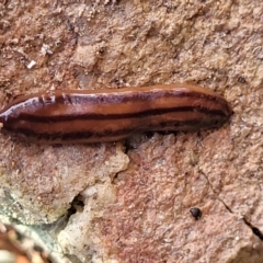 Anzoplana trilineata (A Flatworm) at Meringo Nature Reserve - 27 Sep 2023 by trevorpreston