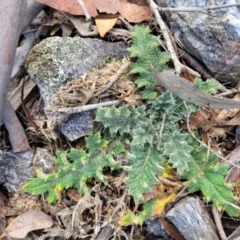 Cirsium vulgare (Spear Thistle) at Meringo Nature Reserve - 27 Sep 2023 by trevorpreston