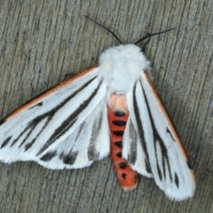 Paramsacta marginata (Donovan's Tiger Moth) at Ainslie, ACT - 27 Sep 2023 by jb2602