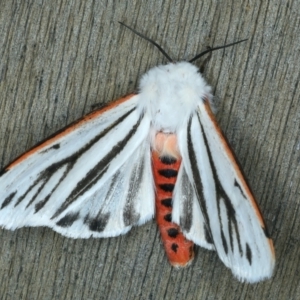 Aloa marginata at Ainslie, ACT - 27 Sep 2023 11:30 PM