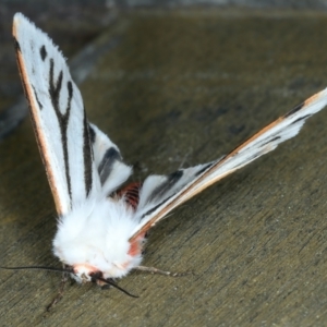 Aloa marginata at Ainslie, ACT - 27 Sep 2023