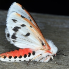 Aloa marginata at Ainslie, ACT - 27 Sep 2023 11:30 PM