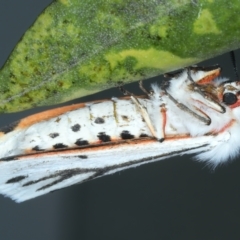 Aloa marginata at Ainslie, ACT - 27 Sep 2023 11:30 PM