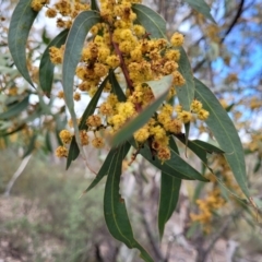 Acacia rubida (Red-stemmed Wattle, Red-leaved Wattle) at Meringo Nature Reserve - 27 Sep 2023 by trevorpreston