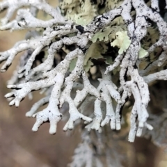 Unidentified Lichen at Merriangaah, NSW - 27 Sep 2023 by trevorpreston