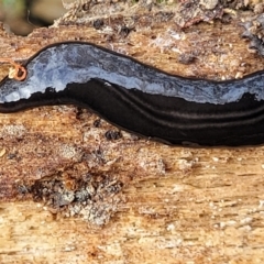 Parakontikia ventrolineata (Stripe-bellied flatworm) at Meringo Nature Reserve - 27 Sep 2023 by trevorpreston