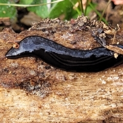 Parakontikia ventrolineata at Merriangaah, NSW - 27 Sep 2023